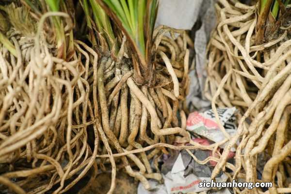 最简单的兰花土配置 盆栽兰花用什么土最好