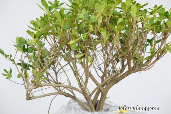 杜鹃花一年开几次花