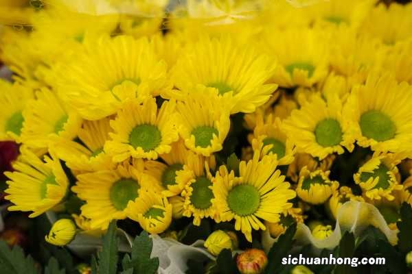 这9种菊花，一到夏天爆成海，越看越想养！
