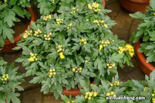 这9种菊花，一到夏天爆成海，越看越想养！