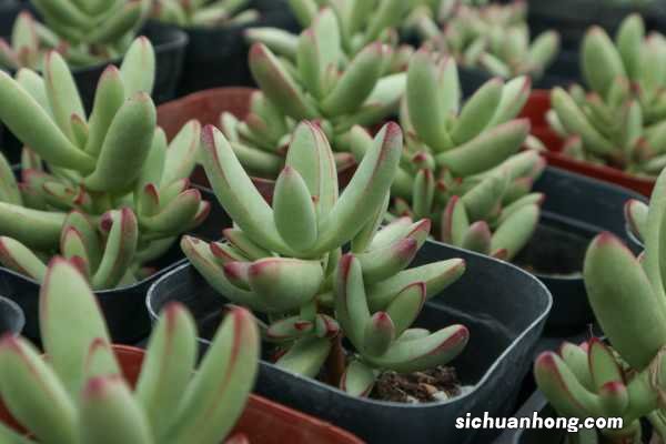 小天狗的养殖方法