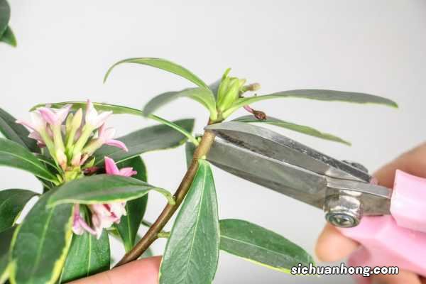 叶子耷拉“没精神”？剪1刀，枝条插水里，植物重返生机