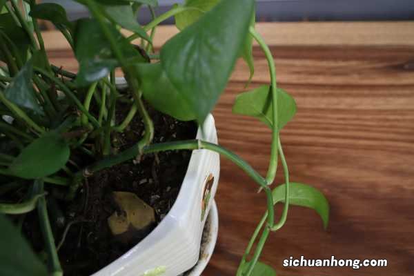 养花冬天要防冻，盆里加点“它”，再冷叶子也是油亮亮