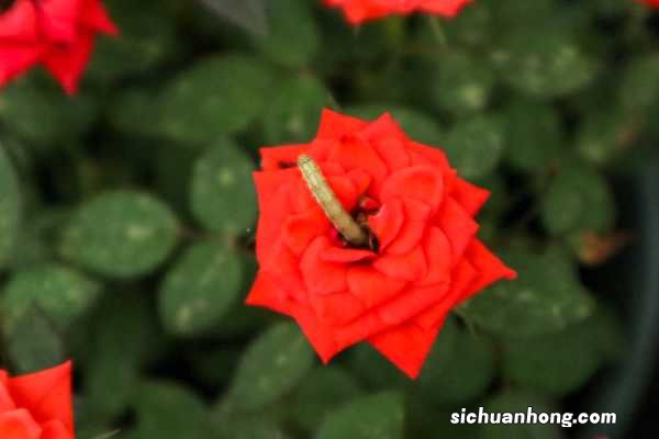 掐几个月季枝插树上,开花五颜六色,比娃娃脸还大!