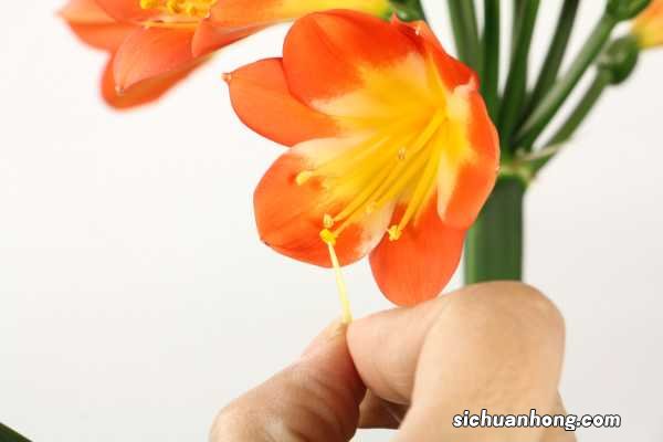 君子兰最全度夏攻略,学一招,叶绿花多爆盆快!