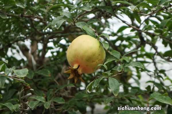 石榴花秋天怎么养