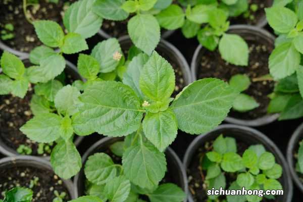 五色梅秋天怎么养