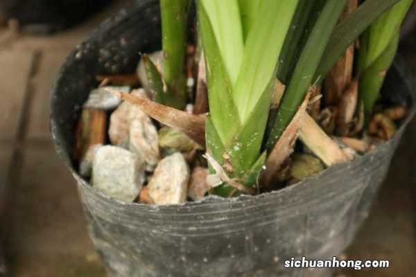 兰花开花后怎么处理：怎么浇水、茎怎么剪？