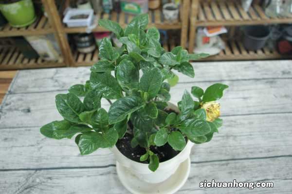 栀子花怎么养家庭养法