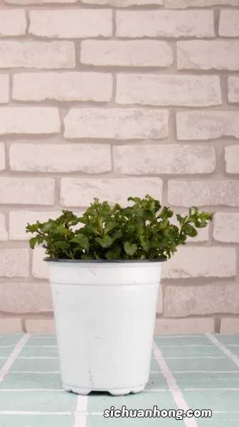 她买的薄荷清香木···居然是假冒的,赶紧分清避免被坑!