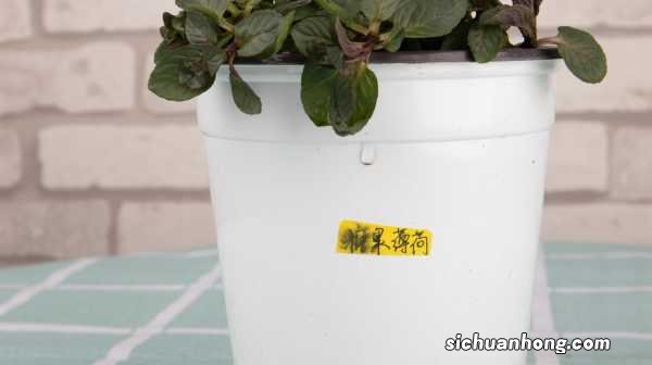 她买的薄荷清香木···居然是假冒的,赶紧分清避免被坑!