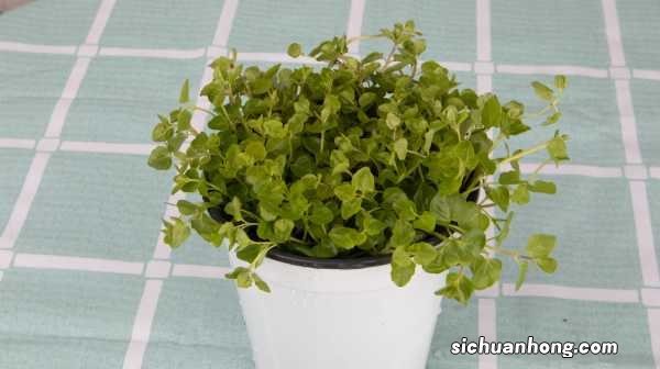 她买的薄荷清香木···居然是假冒的,赶紧分清避免被坑!