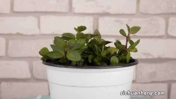 她买的薄荷清香木···居然是假冒的,赶紧分清避免被坑!