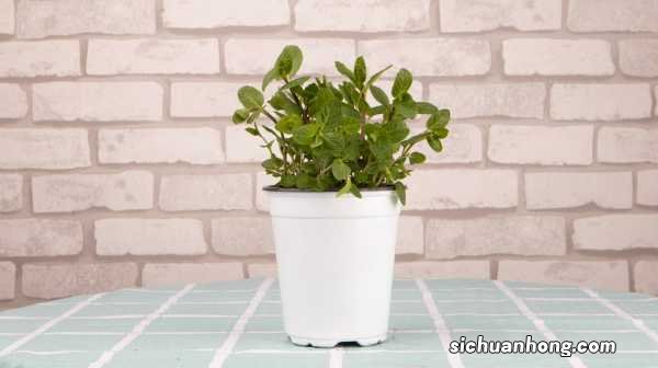 她买的薄荷清香木···居然是假冒的,赶紧分清避免被坑!