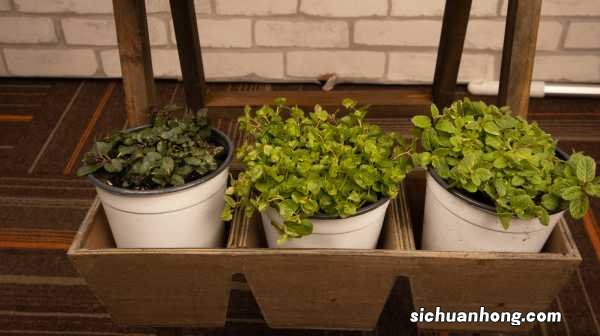 她买的薄荷清香木···居然是假冒的,赶紧分清避免被坑!