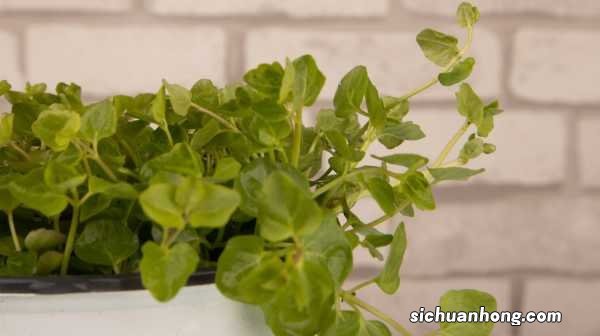 她买的薄荷清香木···居然是假冒的,赶紧分清避免被坑!