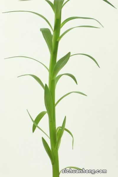 百合花用水怎么养