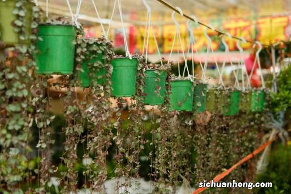 爱之蔓的养殖方法和注意事项