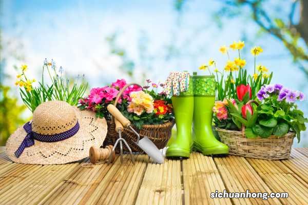 便宜又好养，这些花落地就爆成花海，夏天不养太亏了！