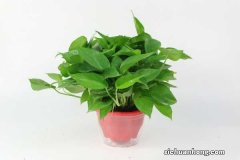 绿萝多久浇一次水，叶面多久喷一次水？