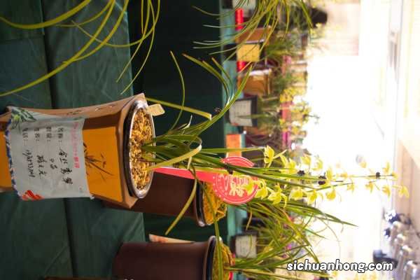 兰花没根怎样养出根来，可以用沙发根吗？