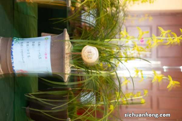 兰花没根怎样养出根来，可以用沙发根吗？