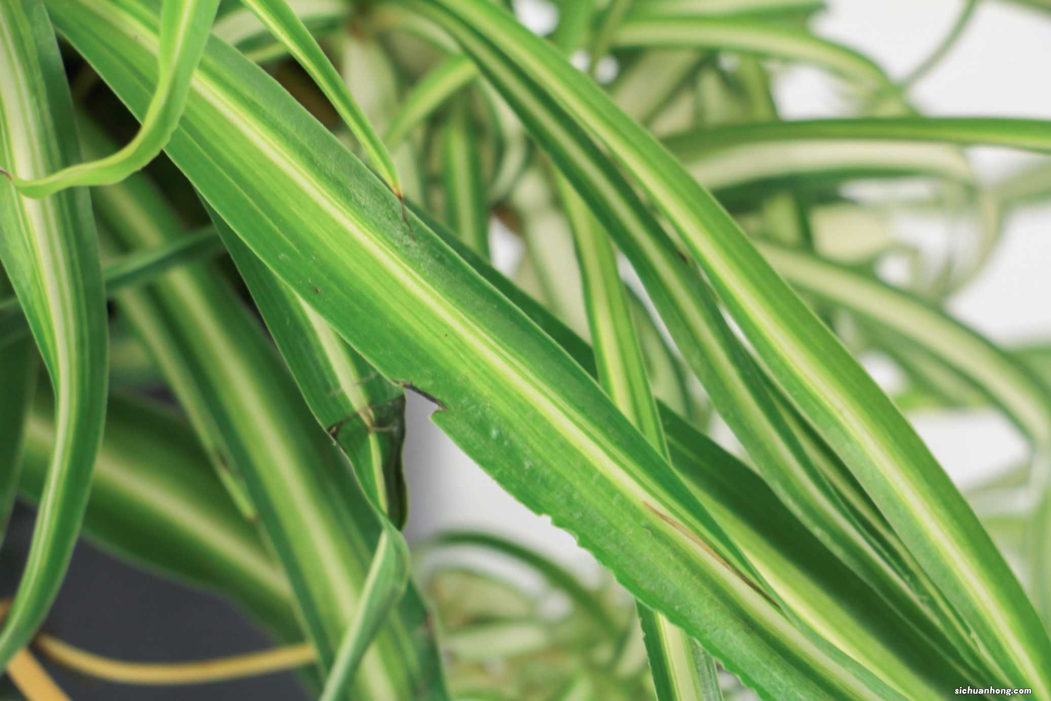 吊兰品种有哪些？十大种类吊兰图片