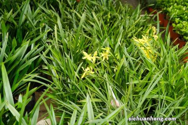 兰花出芽不长怎么办,怎样才能发壮芽?