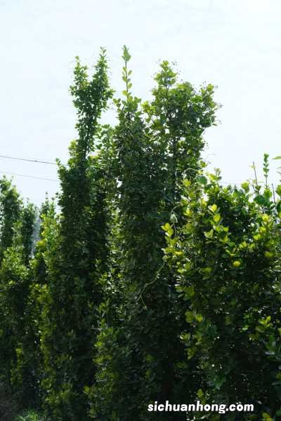 黄杨秋天怎么养