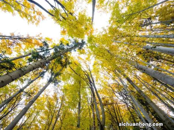 白桦的养殖方法和注意事项