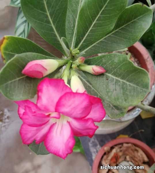 飘香藤冬天怎么养