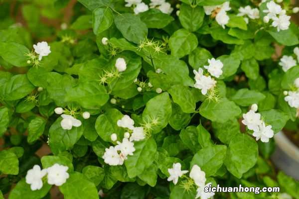 茉莉花冬天怎么养