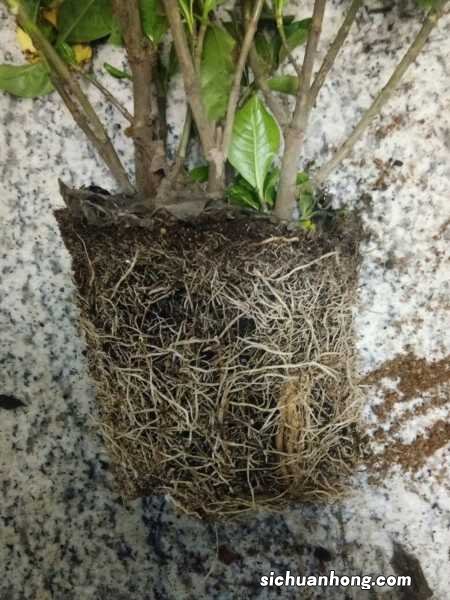 栀子花苞多长时间开花