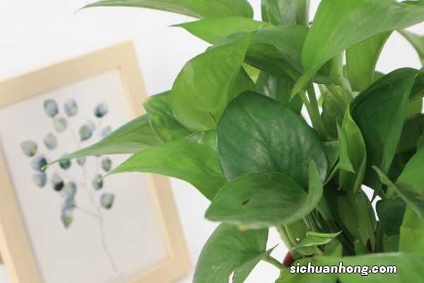 家家都养的“绿萝”，达人总结出3招，让绿萝30天长满盆