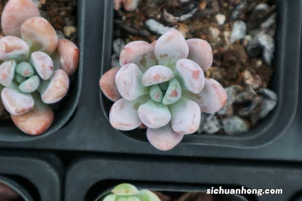 奥普琳娜的养殖方法和注意事项