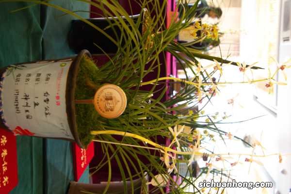 兰花品种这么多，你却只养过1种？简直亏大了！