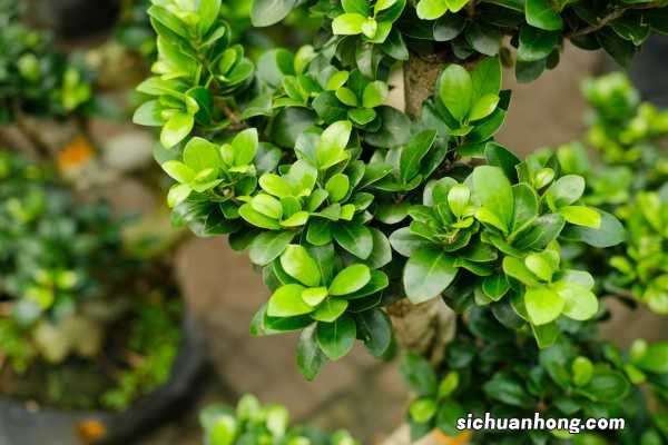 秋天去外面“拣”点树叶,剪碎后埋土里,花开茂盛叶子流油!