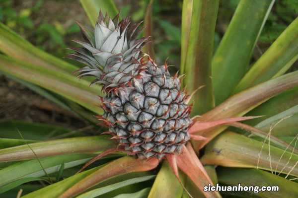 奶奶用1个吃剩的菠萝头,竟种出了3个大菠萝,邻居都羡慕死了