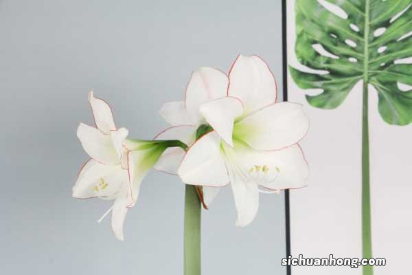 朱顶红的养殖方法和注意事项