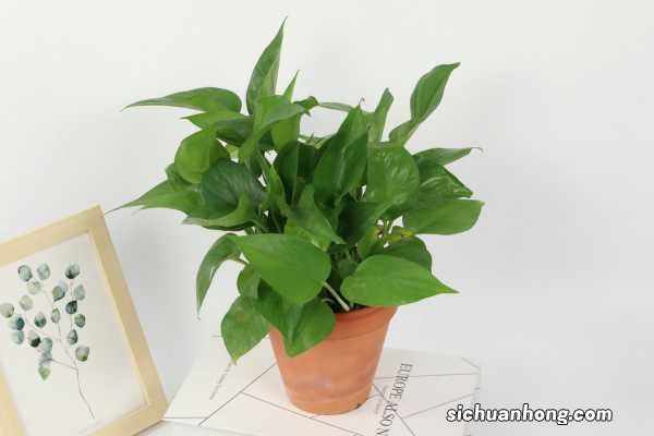 绿萝施什么肥料长得好，叶子更绿？