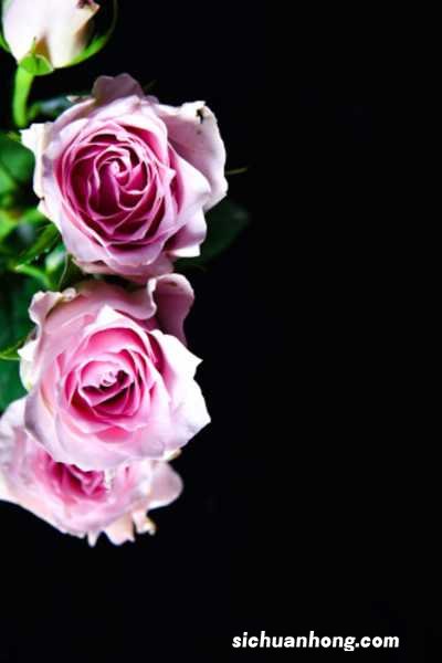 14种月季，看一眼就中毒，无药可救！