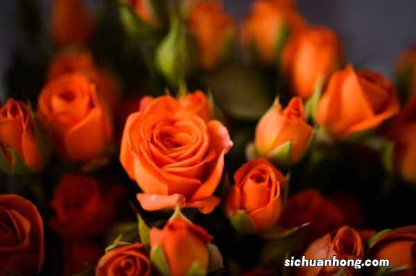 14种月季，看一眼就中毒，无药可救！