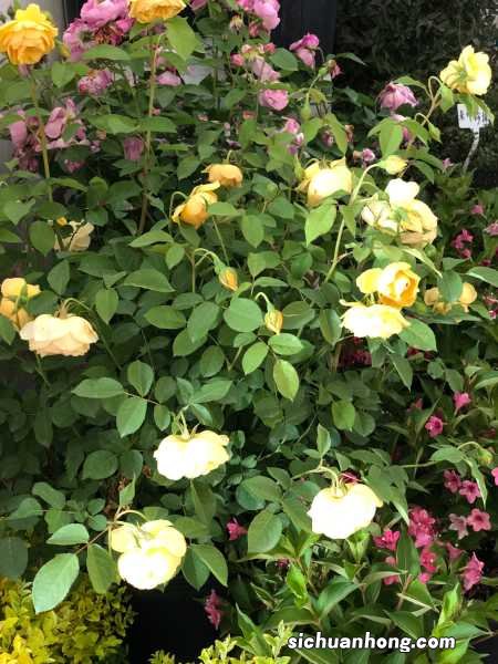 14种月季，看一眼就中毒，无药可救！