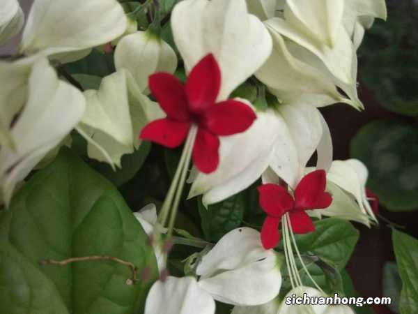 龙吐珠秋天怎么养