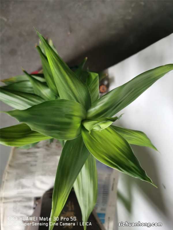 富贵竹总黄叶，是否没放对地方？这2个地方，尽量避开