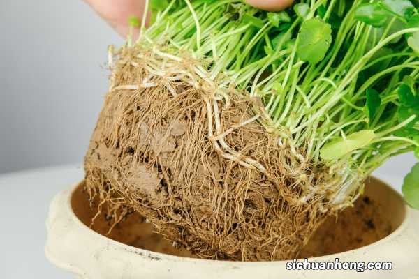 铜钱草水养还是土养好