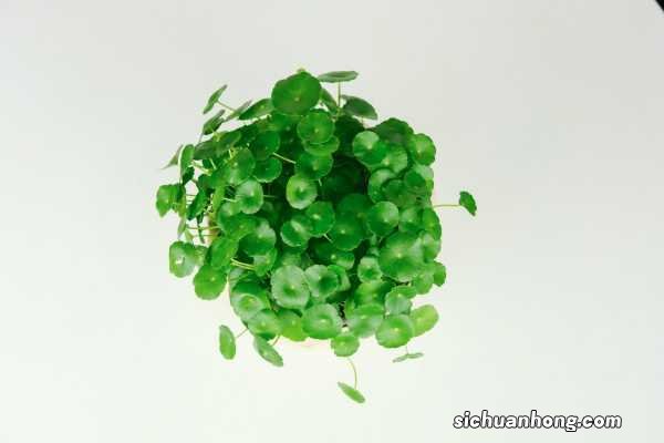 铜钱草水养还是土养好