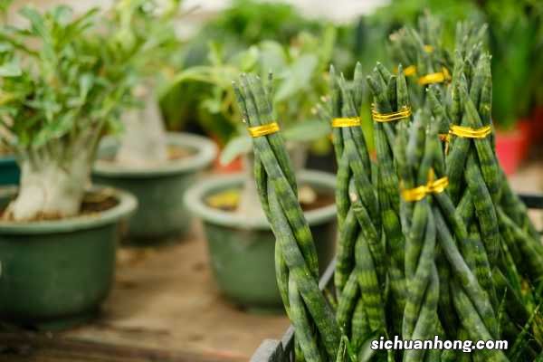 棒叶虎尾兰如何养殖