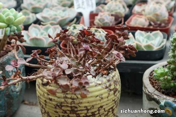 小球玫瑰怎么养更红