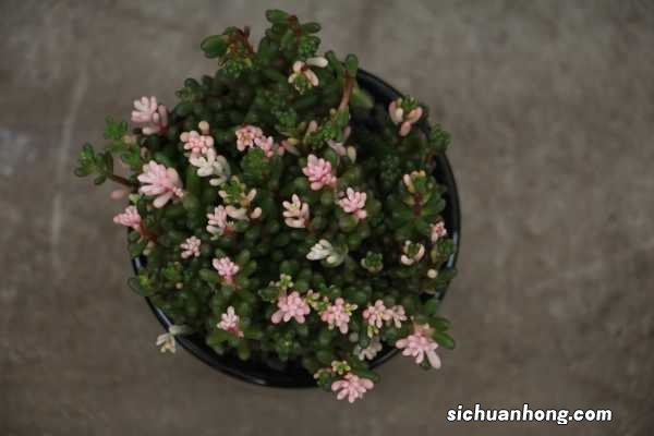 虹之玉长气根怎么办